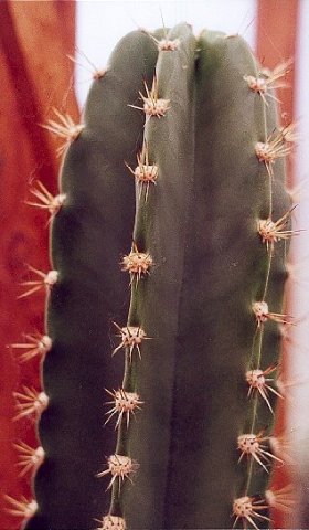 Neocardenasia_herzogiana_1